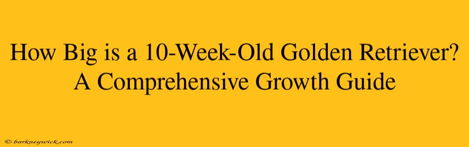 How Big is a 10-Week-Old Golden Retriever? A Comprehensive Growth Guide