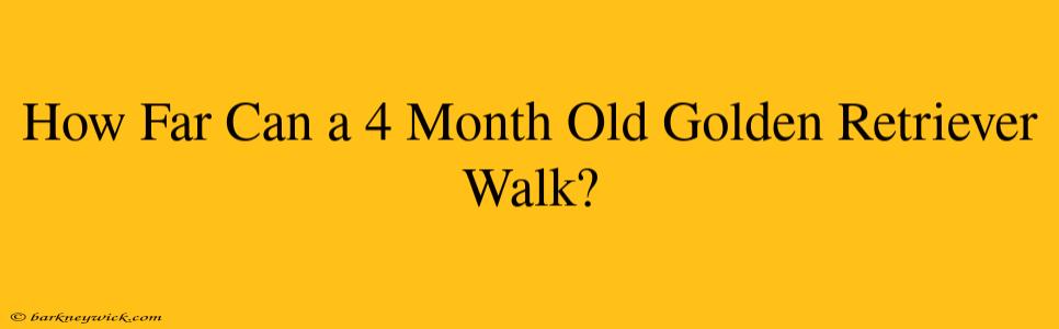 How Far Can a 4 Month Old Golden Retriever Walk?