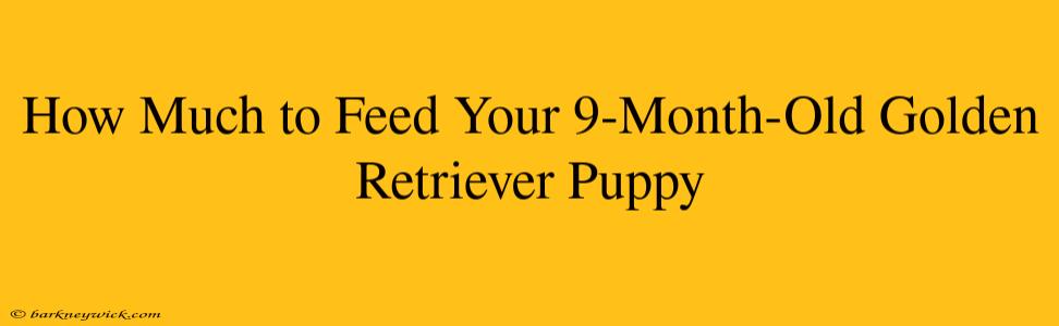 How Much to Feed Your 9-Month-Old Golden Retriever Puppy 