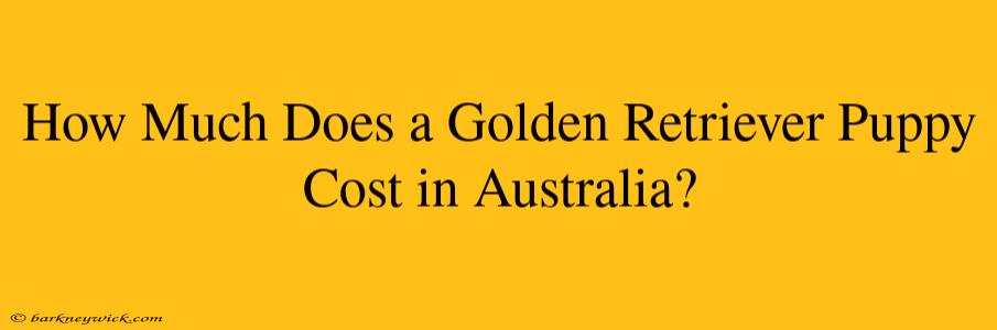 How Much Does a Golden Retriever Puppy Cost in Australia?