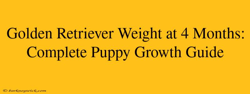 Golden Retriever Weight at 4 Months: Complete Puppy Growth Guide