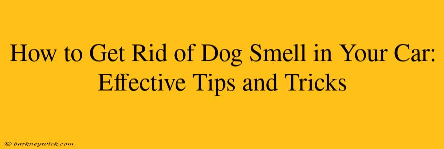 How to Get Rid of Dog Smell in Your Car: Effective Tips and Tricks