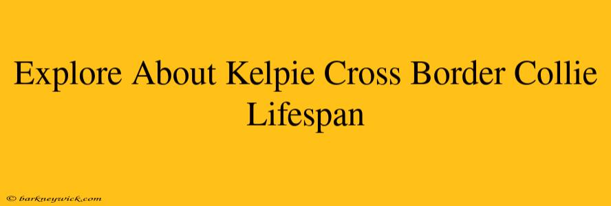 Explore About Kelpie Cross Border Collie Lifespan