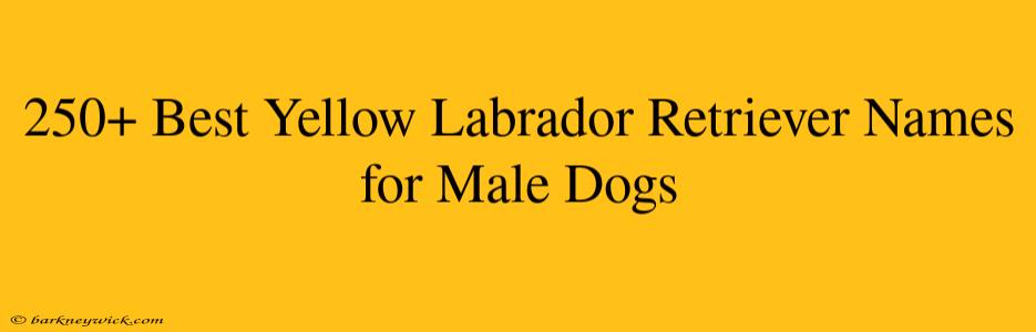 250+ Best Yellow Labrador Retriever Names for Male Dogs