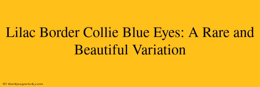 Lilac Border Collie Blue Eyes: A Rare and Beautiful Variation