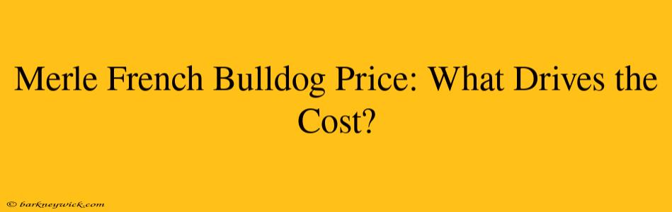 Merle French Bulldog Price: What Drives the Cost?