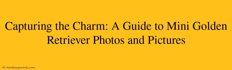 Capturing the Charm: A Guide to Mini Golden Retriever Photos and Pictures 