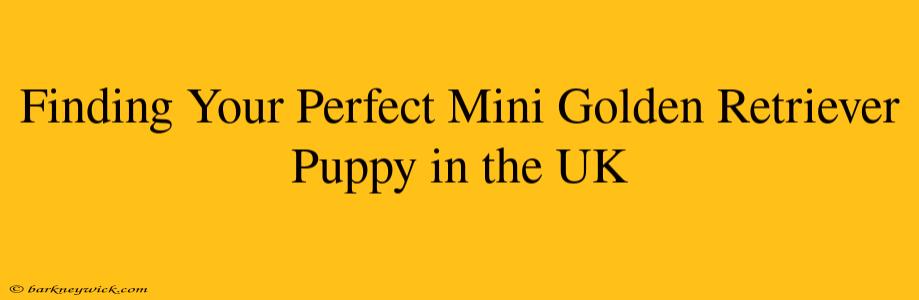 Finding Your Perfect Mini Golden Retriever Puppy in the UK