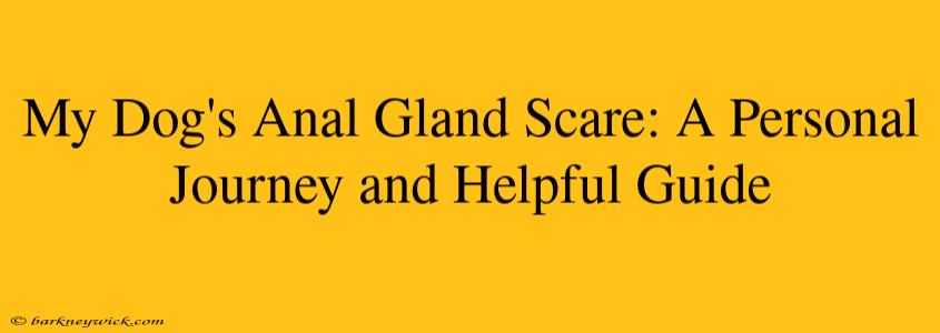 My Dog's Anal Gland Scare: A Personal Journey and Helpful Guide