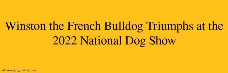 Winston the French Bulldog Triumphs at the 2022 National Dog Show