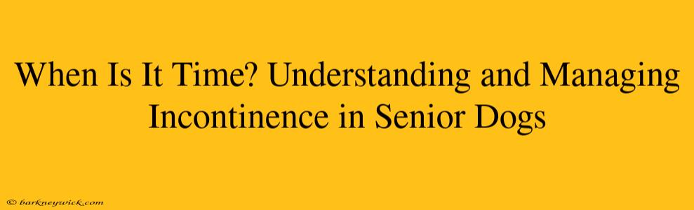 When Is It Time? Understanding and Managing Incontinence in Senior Dogs