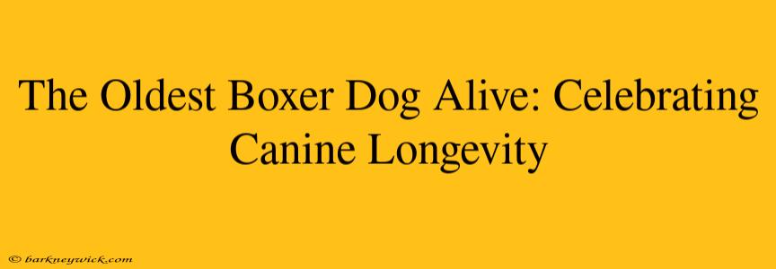 The Oldest Boxer Dog Alive: Celebrating Canine Longevity