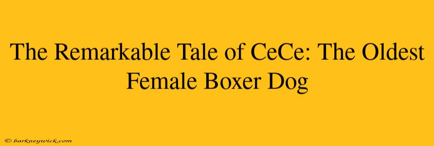 The Remarkable Tale of CeCe: The Oldest Female Boxer Dog