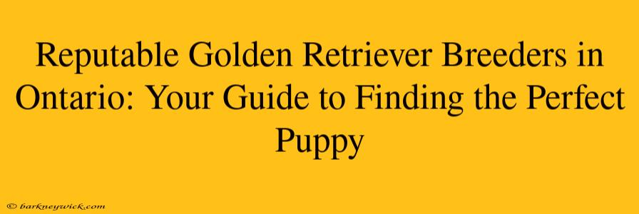 Reputable Golden Retriever Breeders in Ontario: Your Guide to Finding the Perfect Puppy