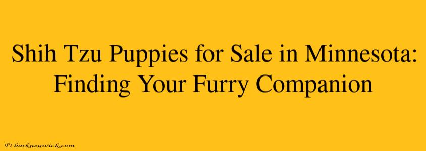 Shih Tzu Puppies for Sale in Minnesota: Finding Your Furry Companion