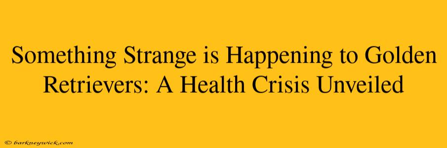 Something Strange is Happening to Golden Retrievers: A Health Crisis Unveiled