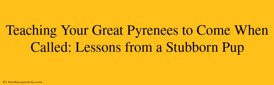 Teaching Your Great Pyrenees to Come When Called: Lessons from a Stubborn Pup