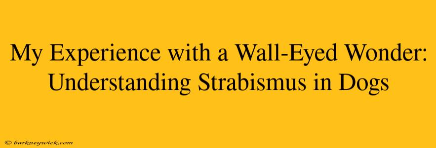 My Experience with a Wall-Eyed Wonder: Understanding Strabismus in Dogs