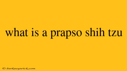 what is a prapso shih tzu