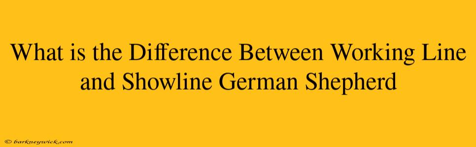 What is the Difference Between Working Line and Showline German Shepherd