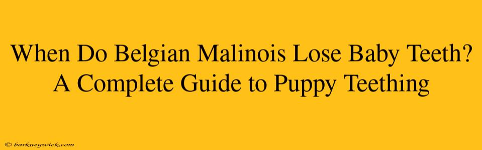 When Do Belgian Malinois Lose Baby Teeth? A Complete Guide to Puppy Teething