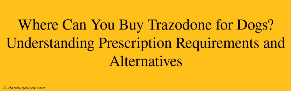 Where Can You Buy Trazodone for Dogs? Understanding Prescription Requirements and Alternatives