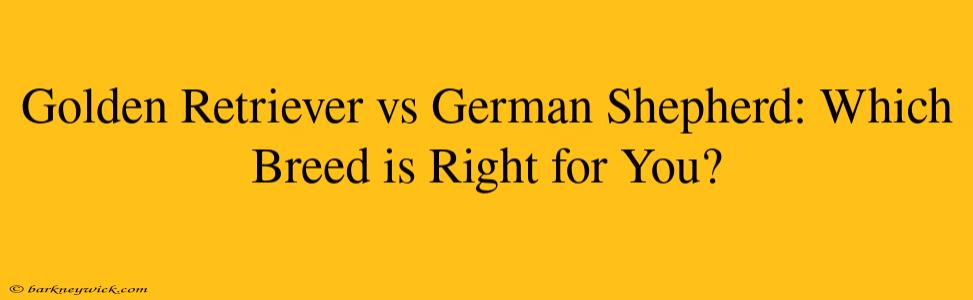 Golden Retriever vs German Shepherd: Which Breed is Right for You?