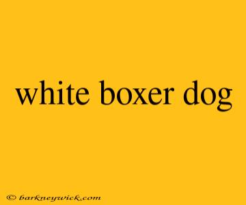 white boxer dog