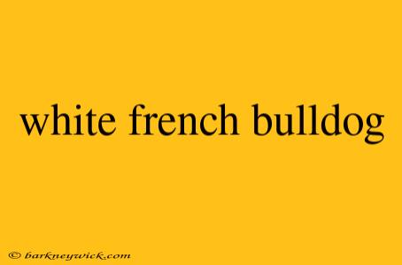 white french bulldog