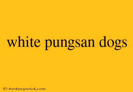 white pungsan dogs