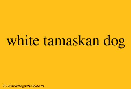 white tamaskan dog