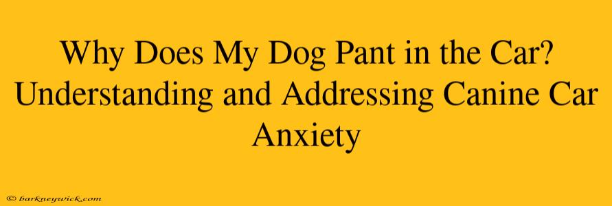 Why Does My Dog Pant in the Car? Understanding and Addressing Canine Car Anxiety