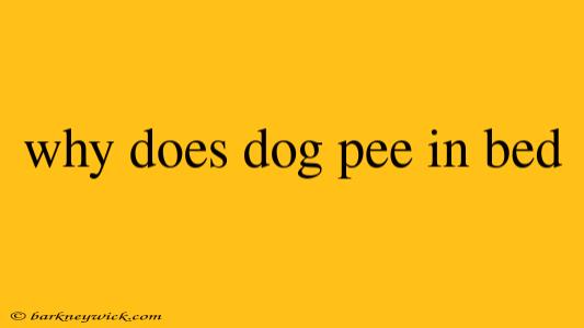 why does dog pee in bed