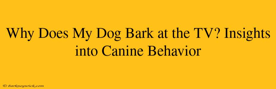 Why Does My Dog Bark at the TV? Insights into Canine Behavior