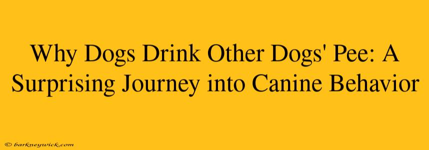 Why Dogs Drink Other Dogs' Pee: A Surprising Journey into Canine Behavior