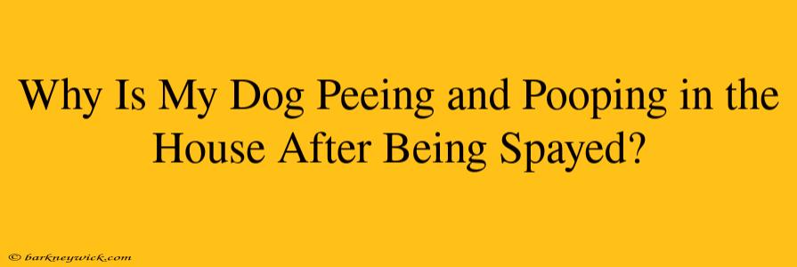 Why Is My Dog Peeing and Pooping in the House After Being Spayed?