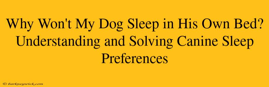 Why Won't My Dog Sleep in His Own Bed? Understanding and Solving Canine Sleep Preferences