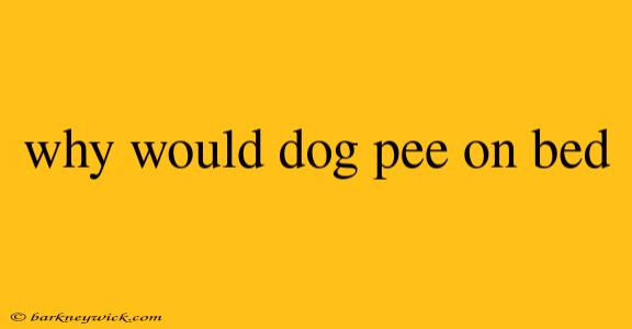 why would dog pee on bed