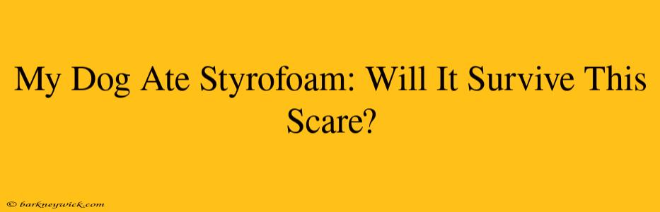 My Dog Ate Styrofoam: Will It Survive This Scare?